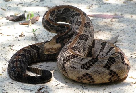 Venomous Snakes | Snakes