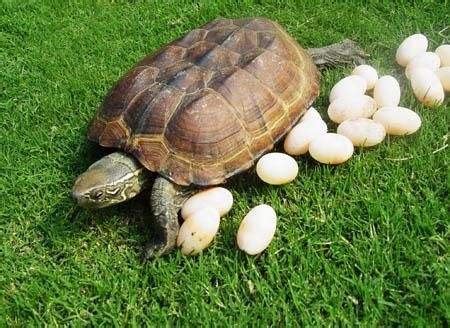 梦到乌龟下蛋是好事还是坏事-安测网