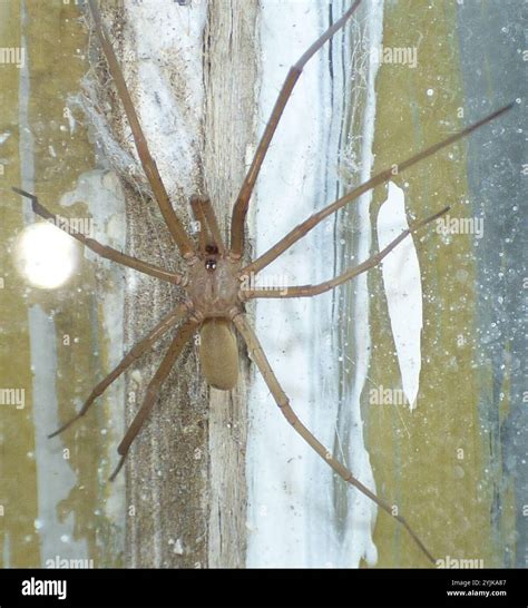 Southern House Spider (Kukulcania hibernalis Stock Photo - Alamy