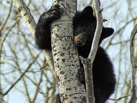 FotoATLAS - Parque Nacional Riding Mountain