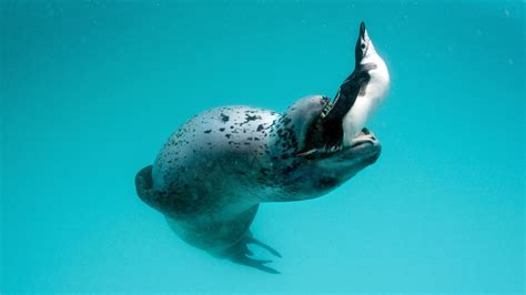 Leopard Seals Eating Emperor Penguins