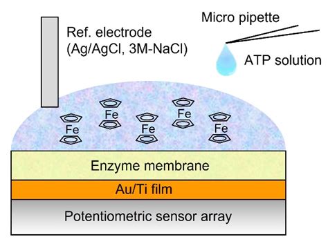 CMOS-Based Redox-Type Label-Free ATP Image Sensor for In Vitro ...