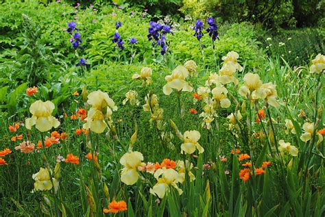 Image result for Iris Form Classification Example