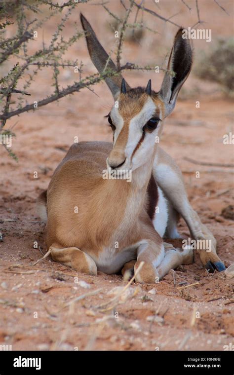 Image result for Baby Springbok