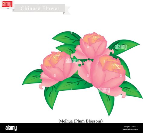 China Flower, Illustration of Peony Flowers. The National Flower of ...