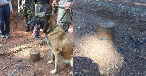 Sniffer Dog Sophia Is A Hero After Sniffing Out An IED In Chhattisgarh ...
