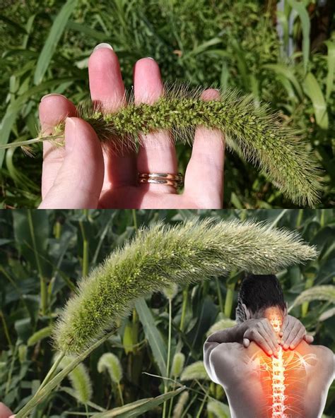 Foxtail Grass: The Surprising Benefits and Uses of This Overlooked Plant