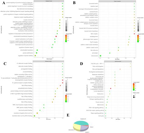 SIRT3 Acetylation Regulates Mitophagy to Alleviate Deoxynivalenol ...