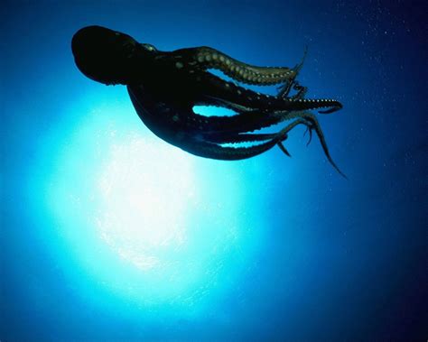 Image result for Octopus Desktop
