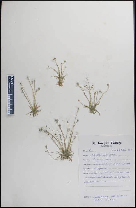 Herbarium JCB