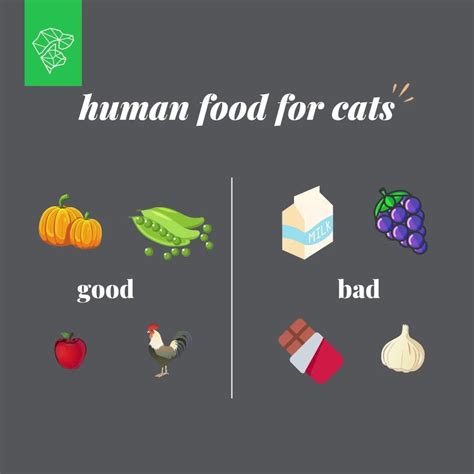 What human foods can cats eat – Artofit
