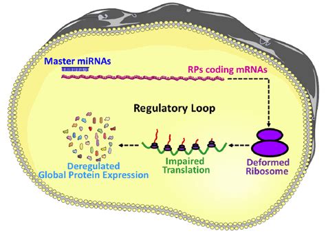 microRNAs Mediated Regulation of the Ribosomal Proteins and its ...
