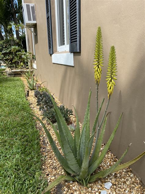 Aloe vera plant care how to grow care for your aloe plants – Artofit