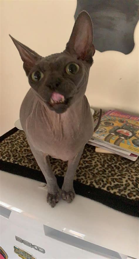 Grey in his natural habitat : r/sphynx
