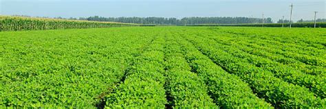 Groundnut - Protect Our Livelihood