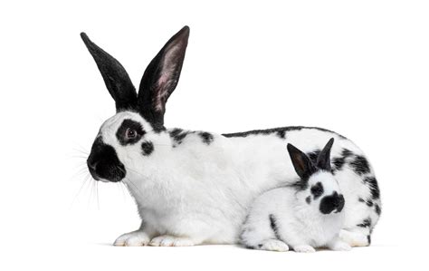 Premium Photo | Side view of a mother checkered giant rabbit and her ...