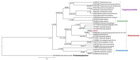 Kinetoplastid Species Maintained by a Small Mammal Community in the ...