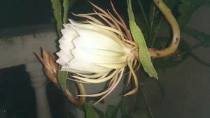 EROANVIA Brahma Kamal Plant Price in India - Buy EROANVIA Brahma Kamal ...
