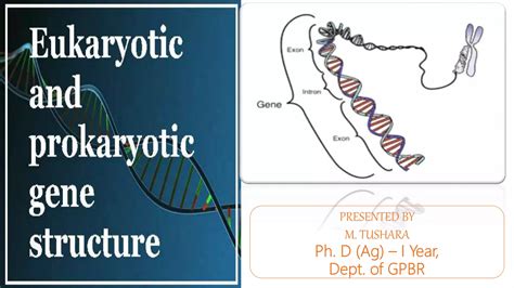 Prokaryotic and eukaryotic gene structures | PPTX