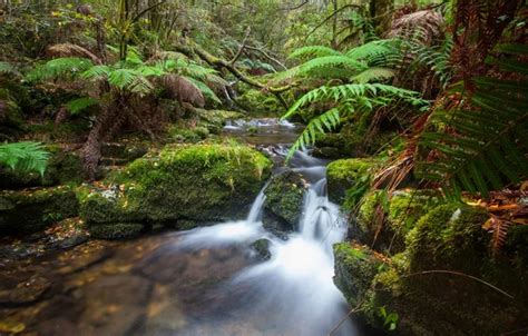 Wallpaper forest, nature, river, ferns for mobile and desktop, section ...
