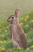 Image result for Rabbit Painting