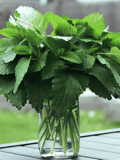 How to Grow Lemon Balm - Herby Gardens