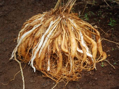 5 Ayurvedic herbs to balance your hormones for sexual wellbeing | The ...