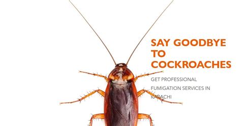 Cockroach Fumigation 的图像结果