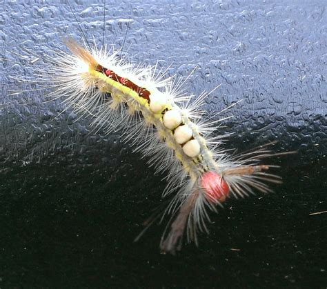 White Marked Tussock Moth Caterpillar - Gallery Blitz