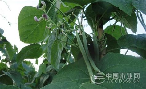 四季豆种植技术：从幼苗到收获详细步骤-中国木业网