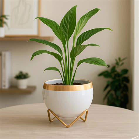Buy Indoor Planters Online | Metal & Ceramic Planters - Urban Plant