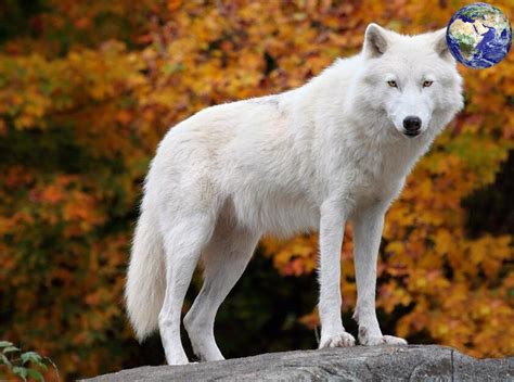 俄罗斯是如何对付泛滥的西伯利亚狼的？