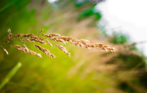 Wallpaper grass, spikelets, Green, nature, spike for mobile and desktop ...