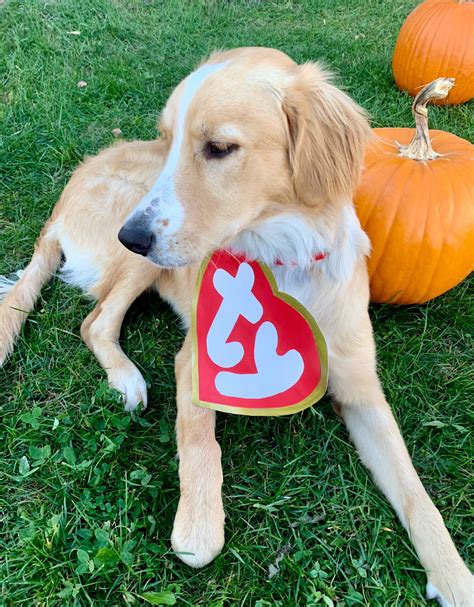 Dog Outfits Dog Taco Costume Halloween Costumes For Dogs, Funny Food ...