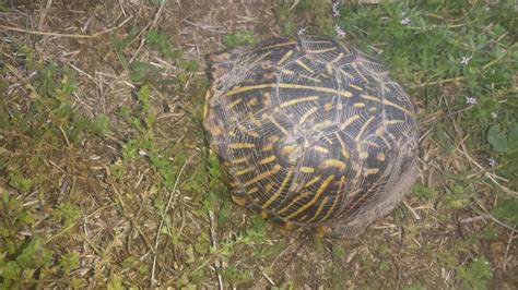 Image result for Ornate Box Turtle Shell