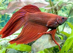 Image result for White Fighter Fish