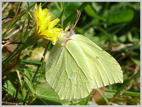 Žluťásek řešetlákový (Gonepteryx rhamni Linné 1758) - Bobův fotoblog