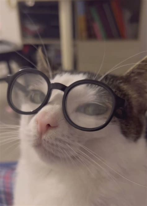 Funny Cat Meme with Glasses