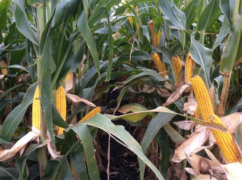 SECRETS TO GROWING 300+ BUSHEL CORN | Seed Professionals