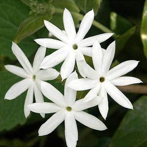 Kunda | Downy Jasmine Plant (Jasminum multiflorum)- Flowering/Ornament ...