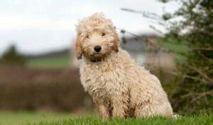 Image result for Cockapoo Hypoallergenic Dogs