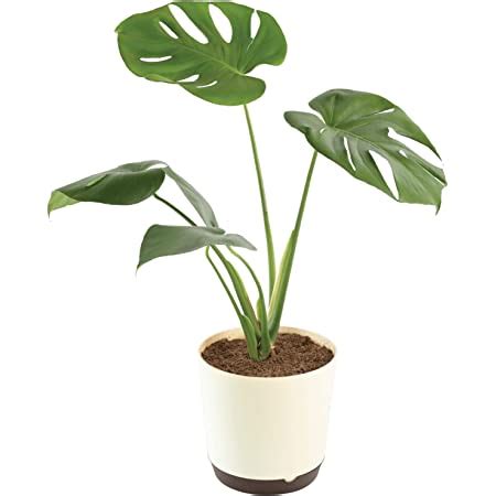 Ugaoo Monstera Deliciosa Live Indoor Plant in 7.5 Inch Self Watering ...