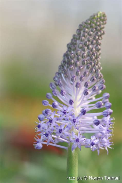 Scilla madeirensis - בן-חצב מדיירה, Giant Madeiran Squill, בן-חצב ...