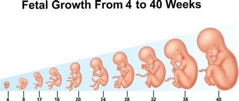 प्रेगनेंसी का चौथा हफ्ता – Pregnancy Four week in Hindi - Healthunbox