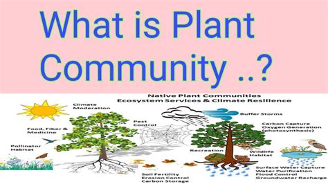Plant Community 的图像结果