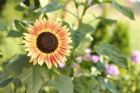 Guide to Growing Sunflowers | Growing sunflowers, Growing sunflowers ...