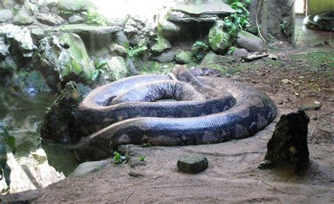 Image result for Dead Snakes Python