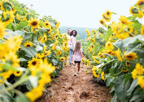 The Sunflower House at Billings Farm & Museum in Vermont - New England