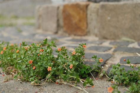 Scarlet Pimpernel Flower Images | Best Flower Site