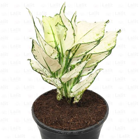 Aglaonema Super White (Aglaonema spp) - Plant – Lalit Enterprise